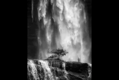 Art Print Germinate