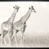 Art Print Giraffen SHI262