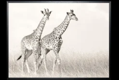 Art Print Giraffen SHI262