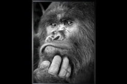 Art Print Gorilla ISF103