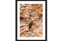 Art Print High on Life Insect