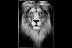 Art Print Leeuw Zwart-wit SHC094