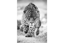 Glasschilderij Panter zwart/wit 080120-461